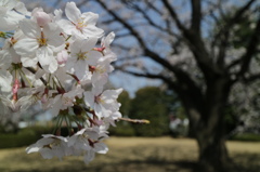 ＥＯＳ－Ｍ３　テスト撮影　３