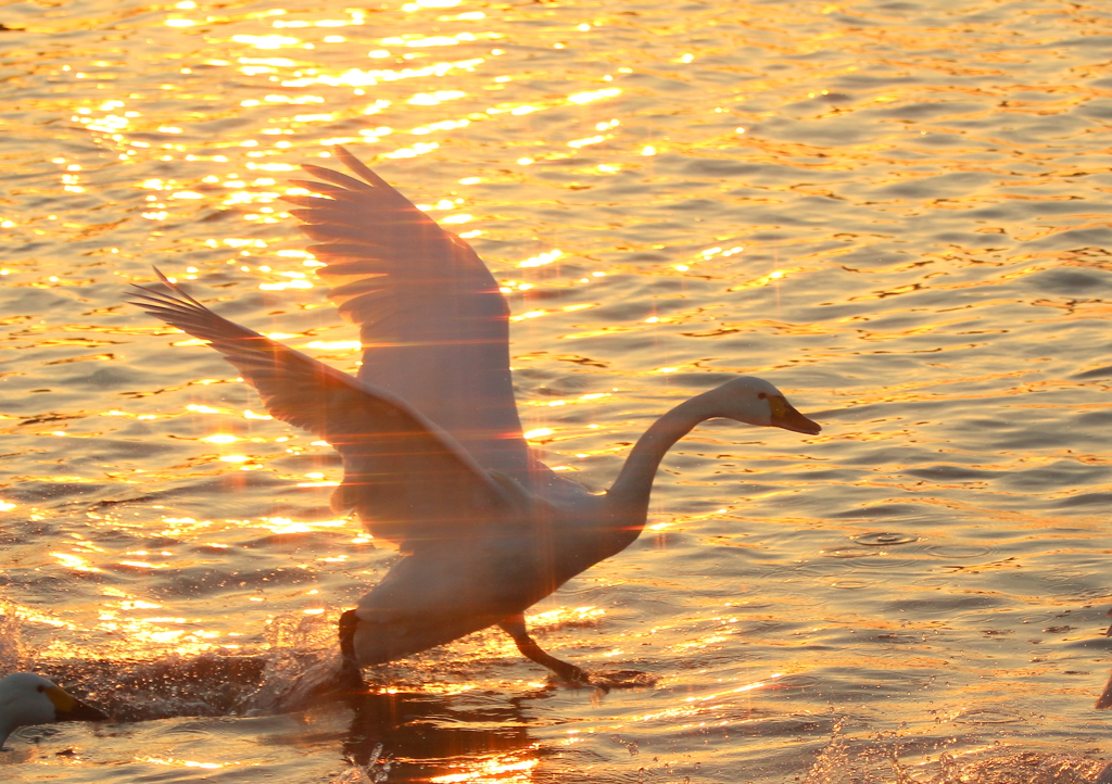 夕陽と　白鳥　３