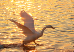 夕陽と　白鳥　３