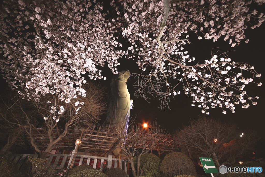 さくら　ライトアップ　群馬県　高崎市　観音山　３