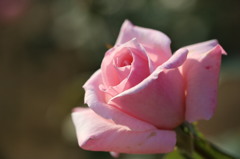 夕陽を　あびて