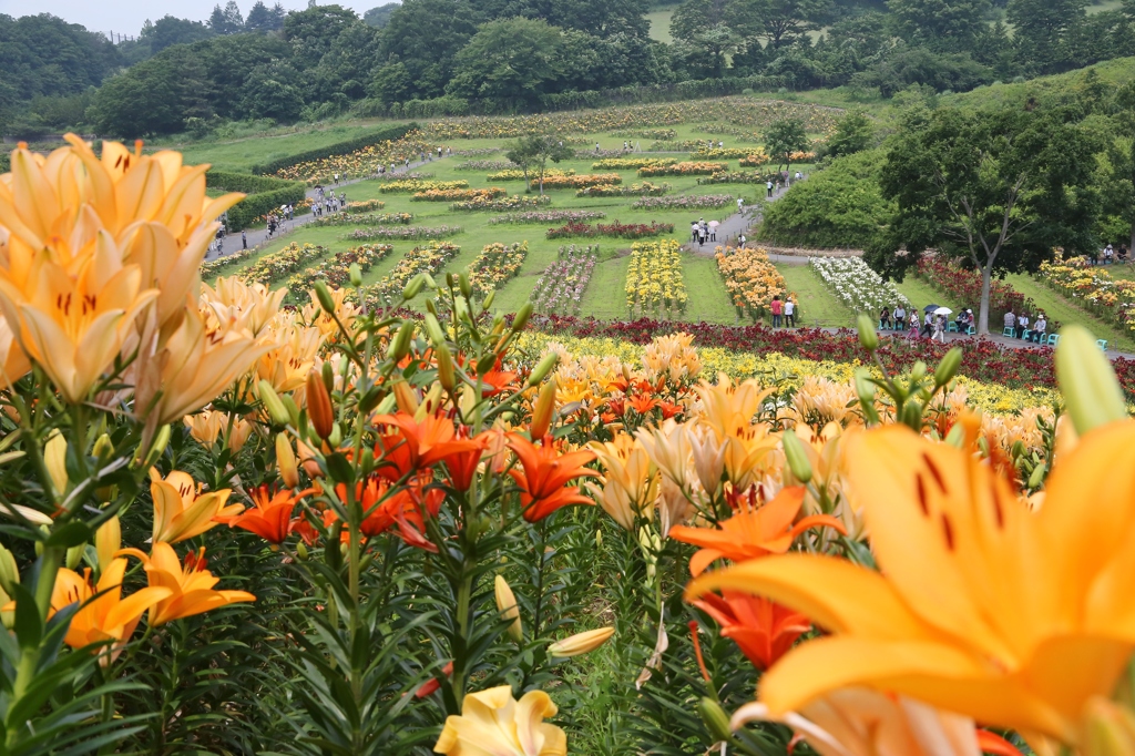 太田吉沢ゆりの里　２