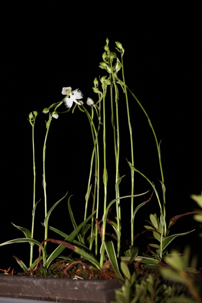 可憐な　姿に　癒されます　★★★