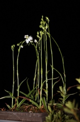 可憐な　姿に　癒されます　★★★