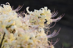 曼珠沙華　１