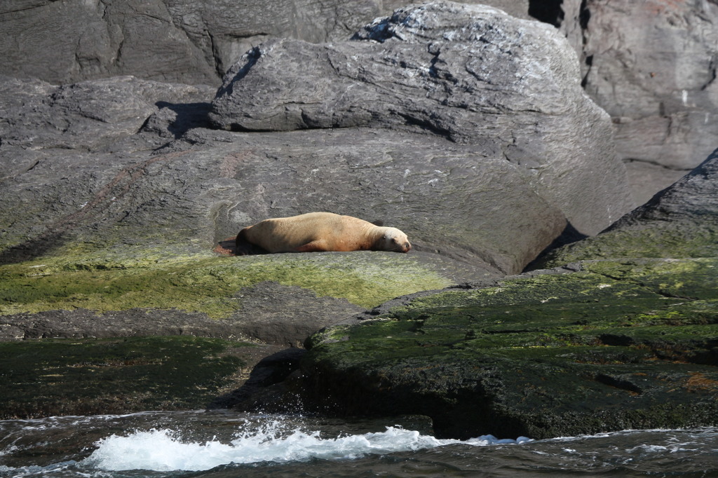 知床オホーツク海の船旅  知床遊覧船 2
