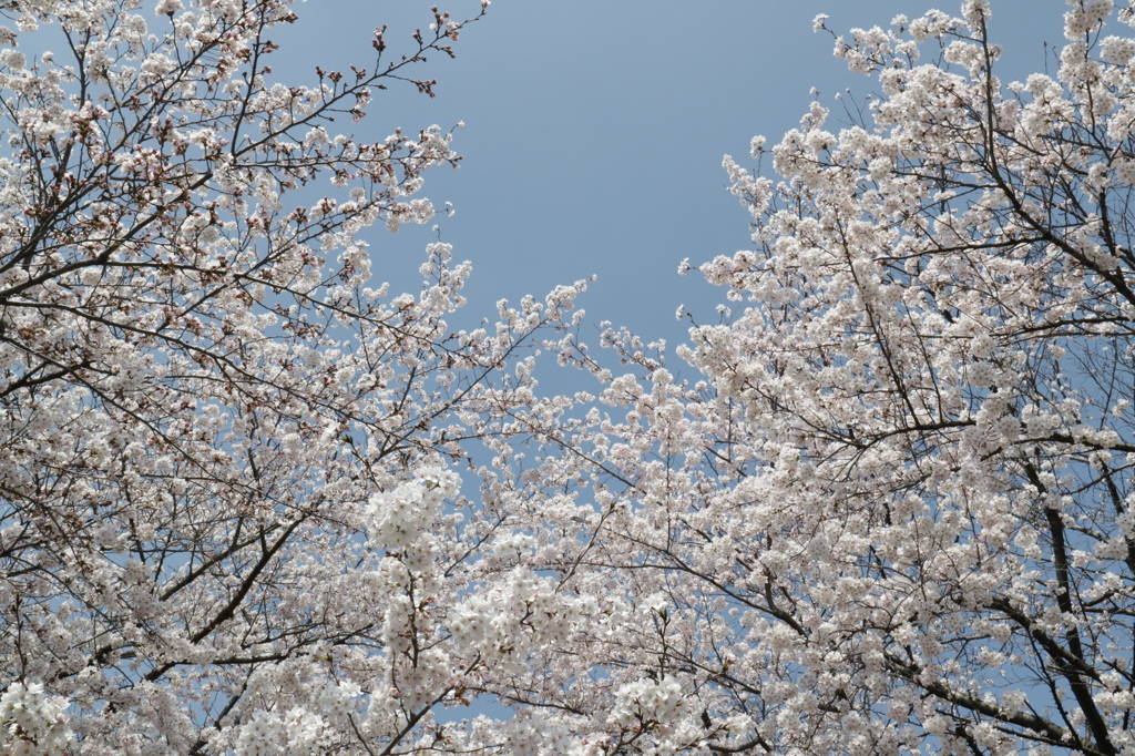 ＥＯＳ－Ｍ３　テスト撮影　２