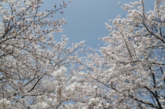 ＥＯＳ－Ｍ３　テスト撮影　２