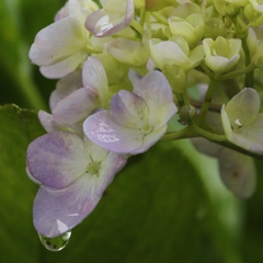 先輩！　なに　泣いてんですか？？　　　え！！　雨がうれしかったんですか！！！