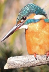 大胆なﾄﾘﾐﾝｸﾞ   きょうの　カワちゃん