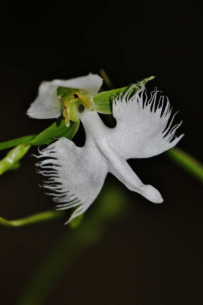 鷺草　さぎそう