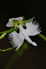 鷺草　さぎそう