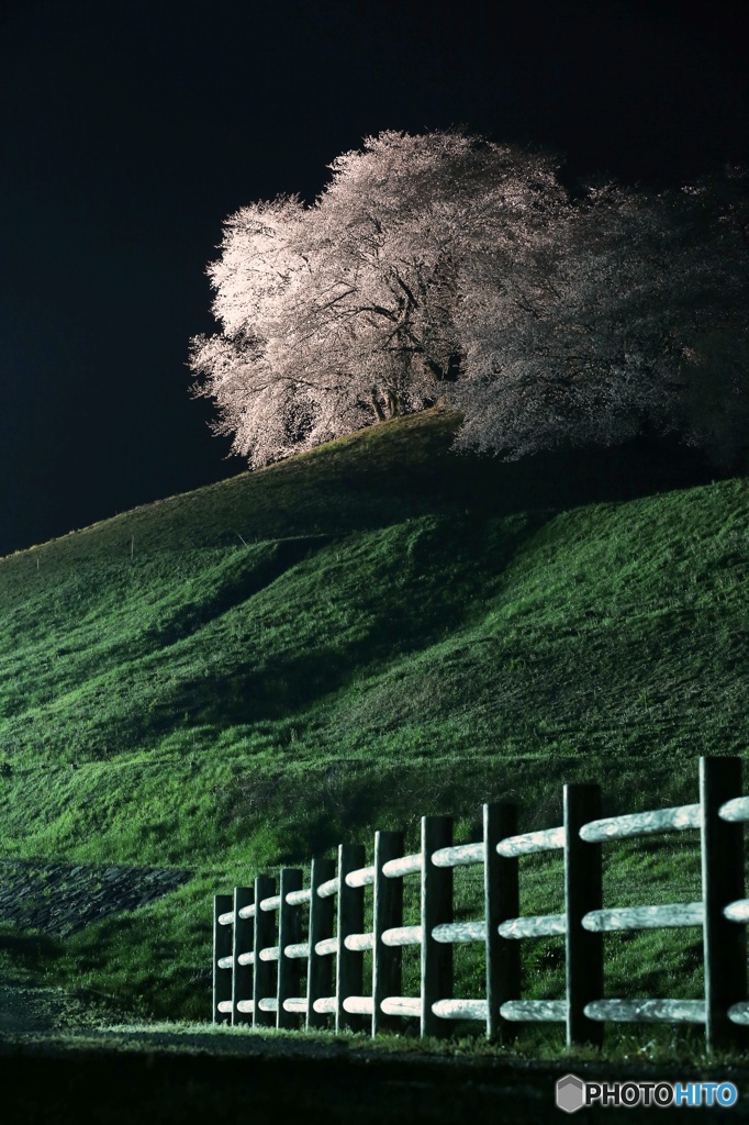 さくら　夜景