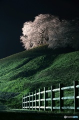 さくら　夜景