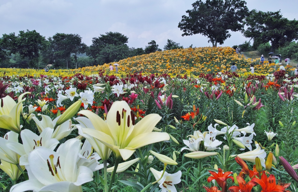 太田吉沢ゆりの里　７