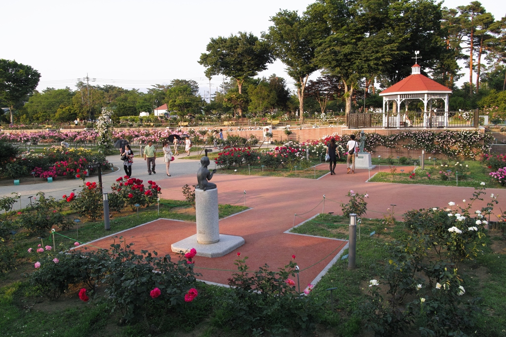 ばら　の　妖精