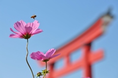 コスモス　蜜集め　