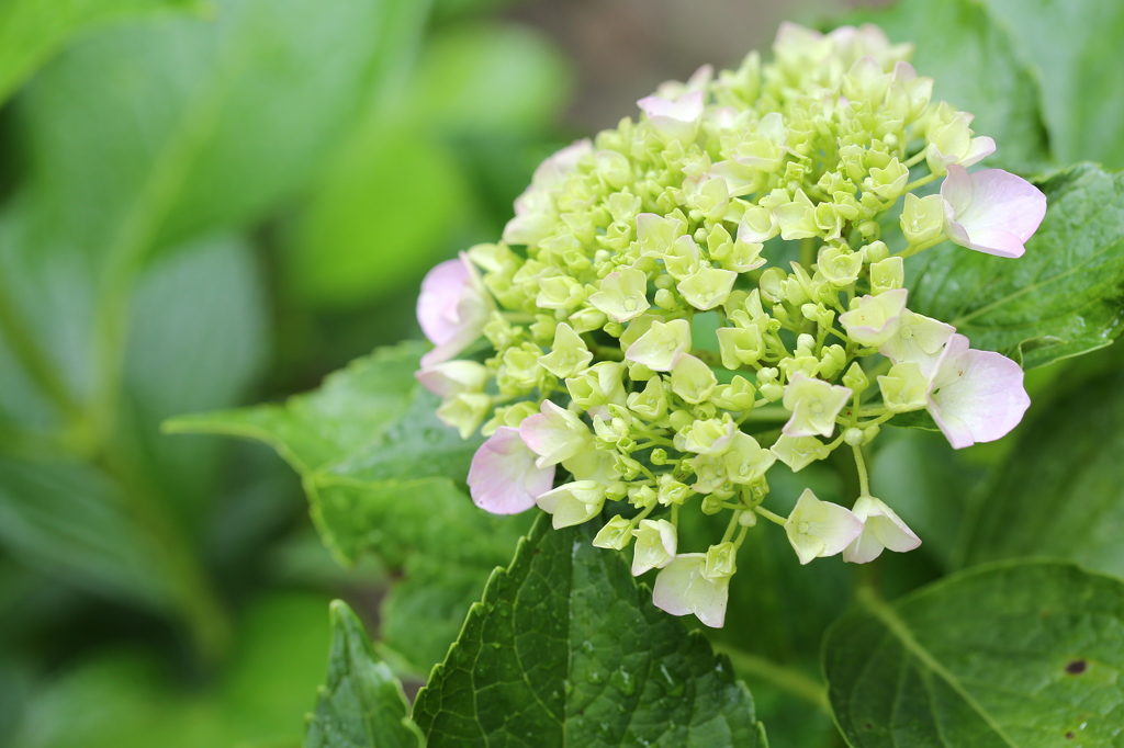 君は　まだ若いね！