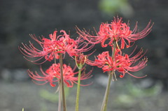 曼珠沙華　５