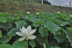 あかぼり蓮園　１