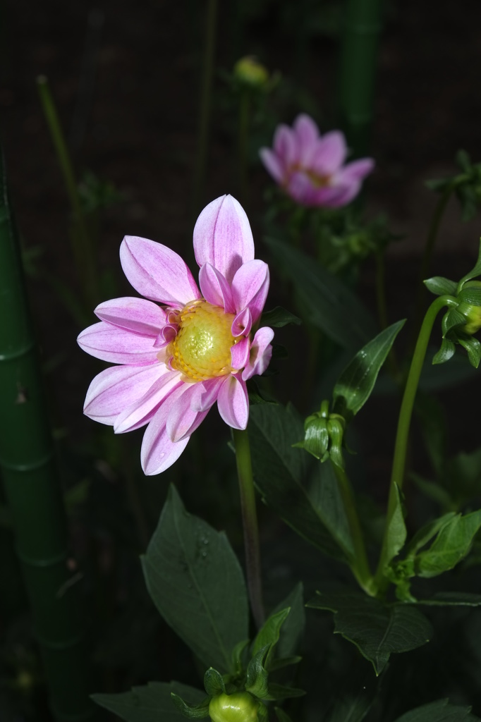 ぐんまﾌﾗﾜｰﾊﾟｰｸ　　ダリヤ