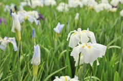 雨の赤堀花しょうぶ園