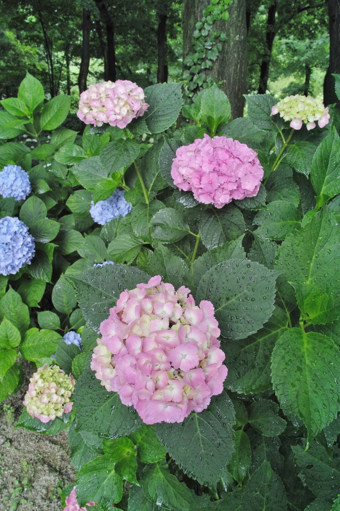 みどり　が　キレイ　