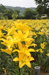 太田吉沢ゆりの里　６　