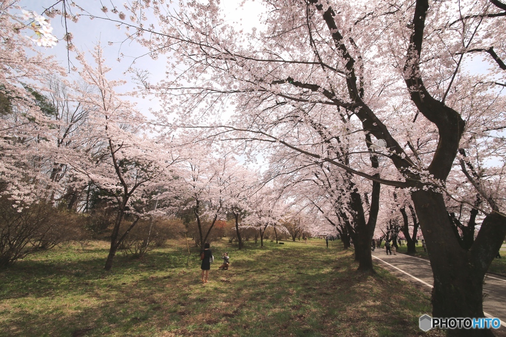 前橋市　千本桜　３