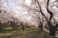 前橋市　千本桜　３