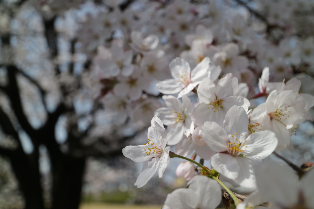 ＥＯＳ－Ｍ３　テスト撮影　６
