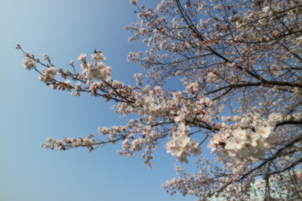 ＥＯＳ－Ｍ３　テスト撮影　１