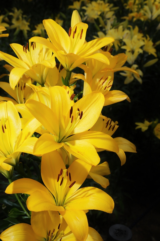 太田吉沢ゆりの里　５