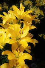 太田吉沢ゆりの里　５