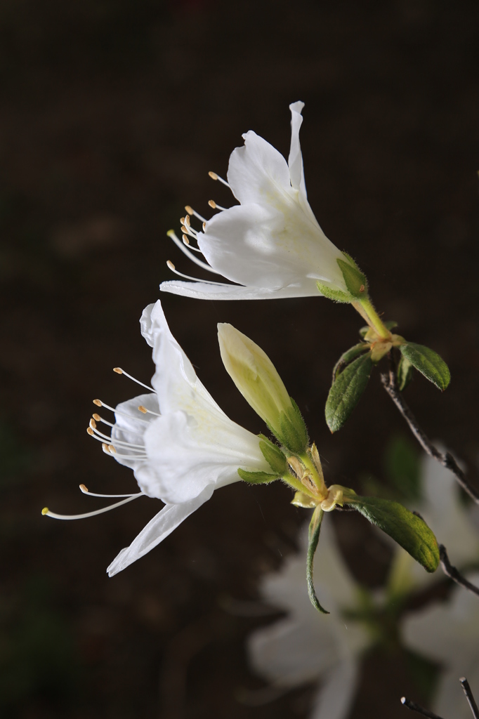 純白の　ふたり