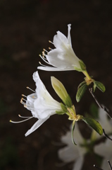 純白の　ふたり