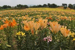 太田吉沢ゆりの里　８