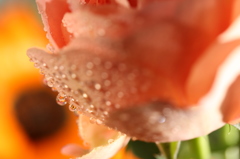 水中花　１