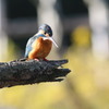 幸せの　青い　鳥
