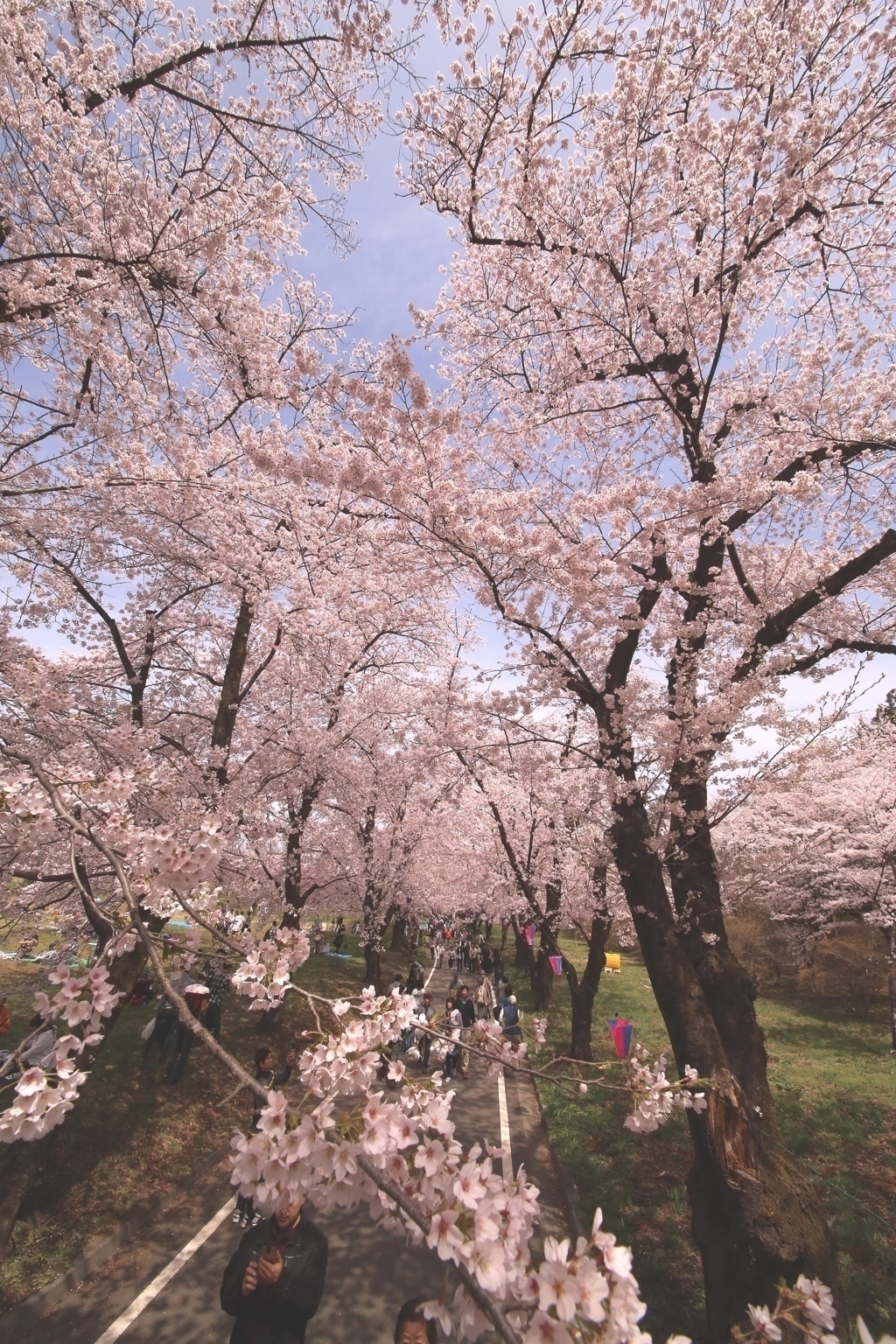 さくら　前橋市　千本桜  3