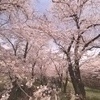 さくら　前橋市　千本桜  3