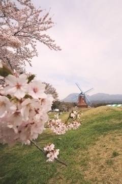 前橋市　大胡町　グリーンフラワー牧場 2