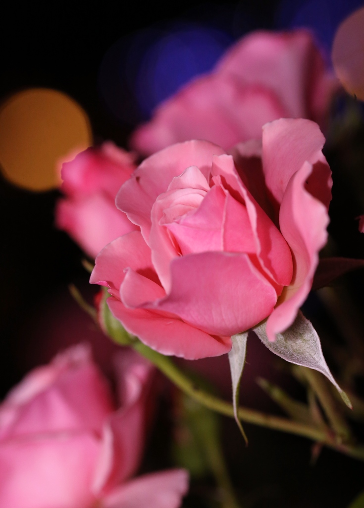 個人的に　好きな　咲き具合です