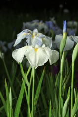 みずみずしい　羽衣