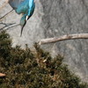 色　鳥　撮　り　５