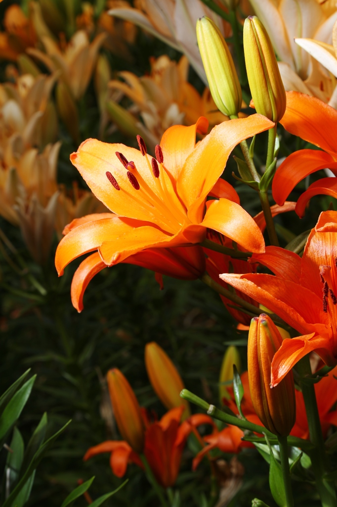 太田吉沢ゆりの里　３