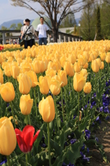 春の　かくれんぼ