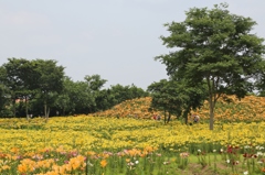 太田吉沢ゆりの里　４