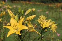 幸せの　黄色い・・・