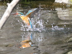 色　鳥　撮　り　７
